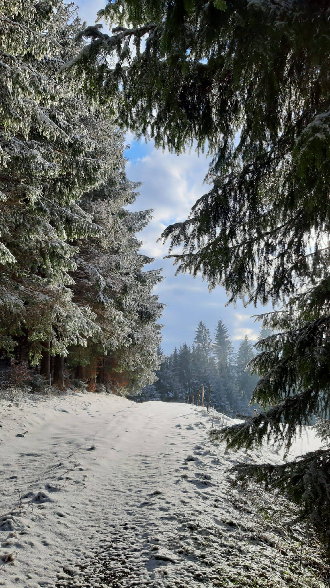 Weihnachtsgrüße