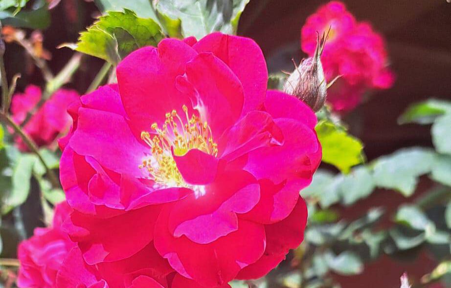 Rosenblüte
